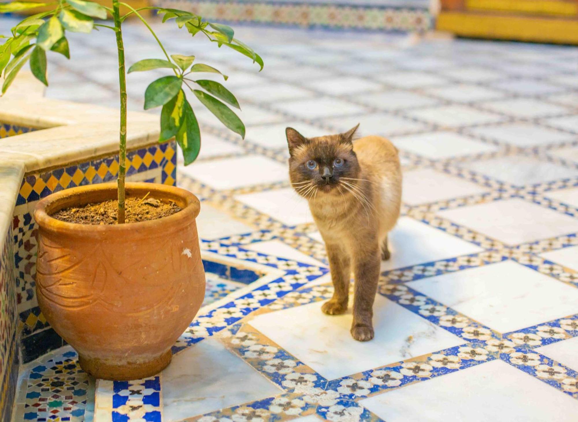 Iline Riad Fez