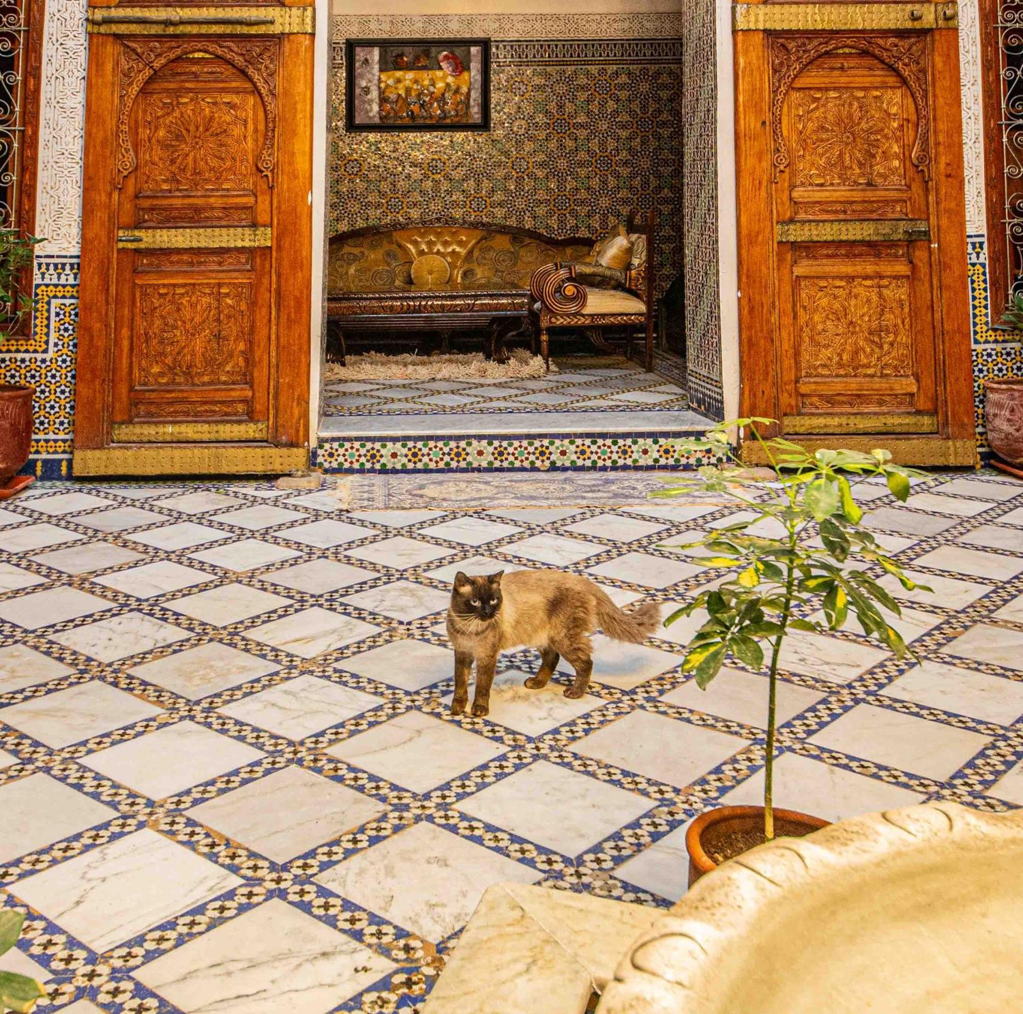 Iline Riad